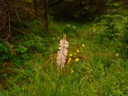 2013-06-22_Hirschhoerndl_Jochberg (244).JPG